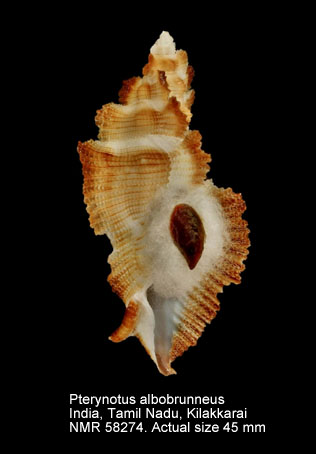 Pterynotus albobrunneus.jpg - Pterynotus albobrunneusBertsch & d'Attilio,1980 